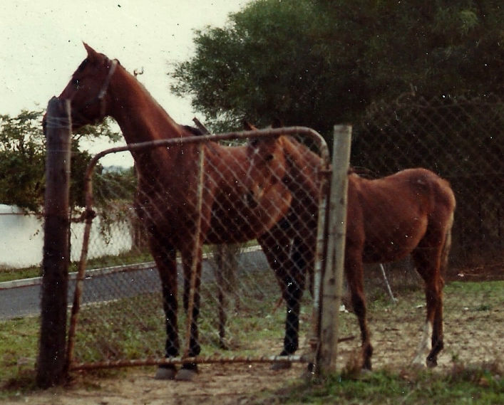 Butterfly and Mystery