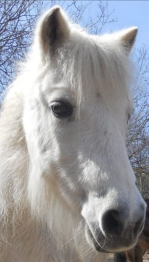 Poem written by rider