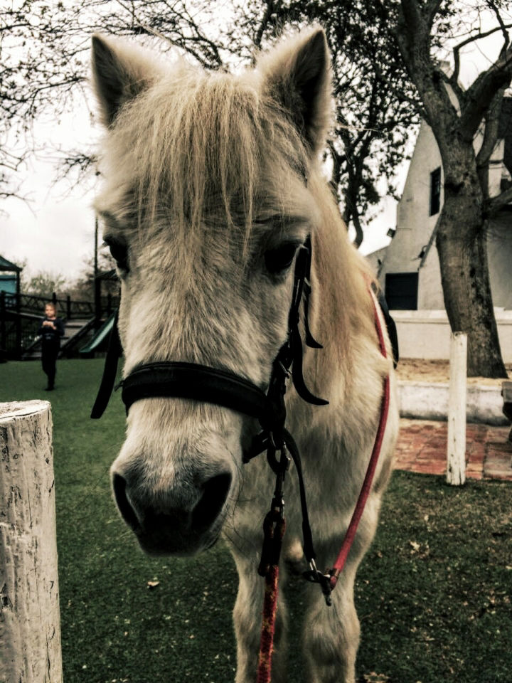 Poem written by rider